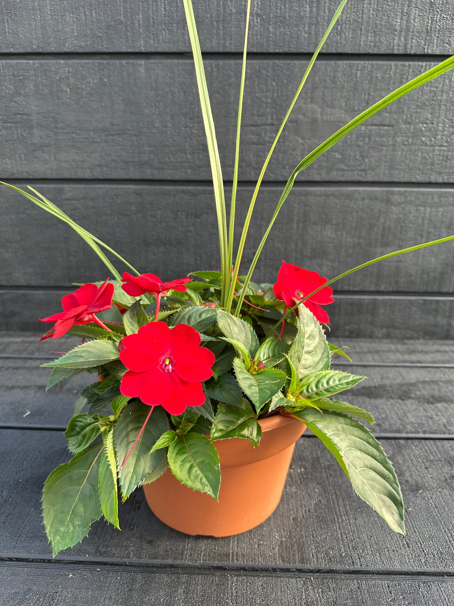 COMBO #9 - 8'' POT