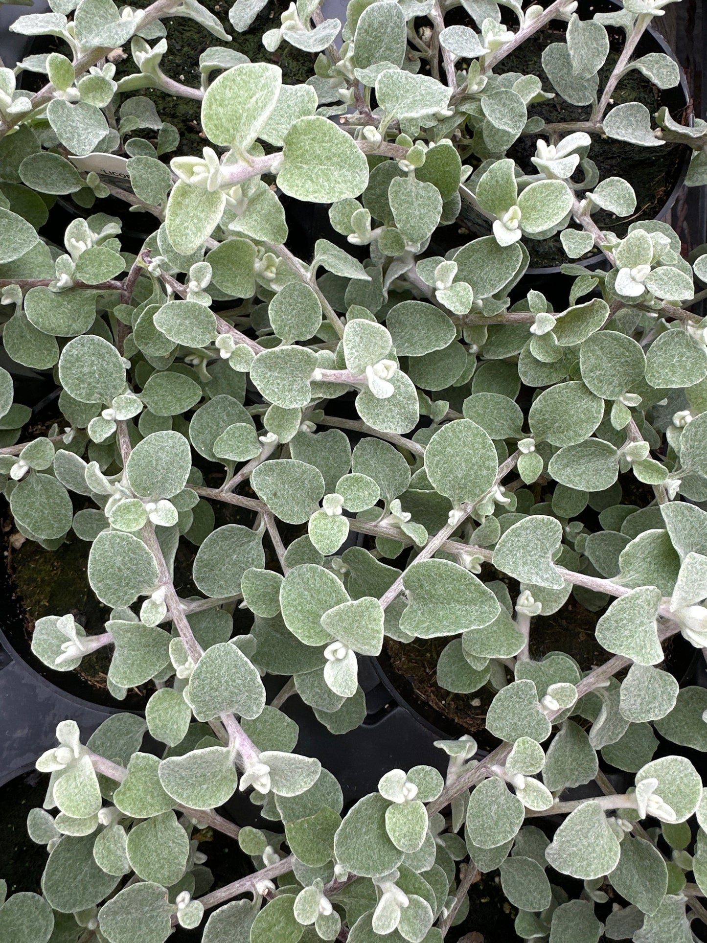 HELICHRYSUM LICORICE - 4" POT