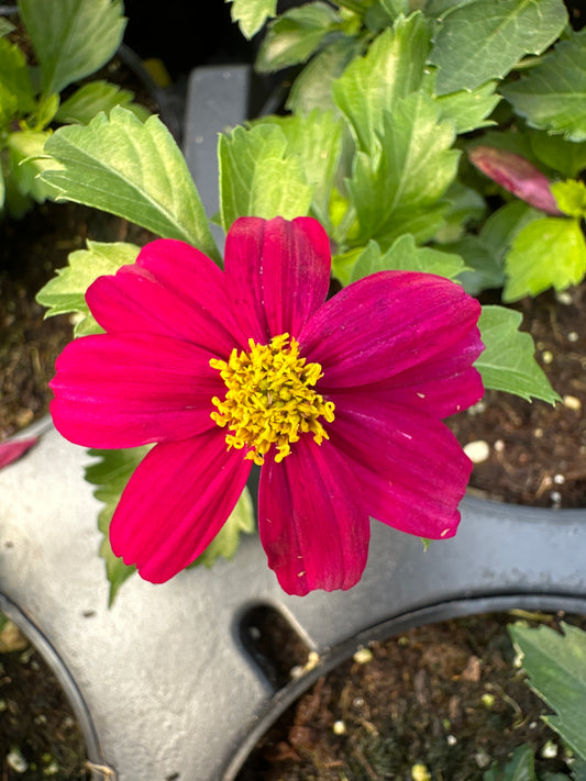 BIDENS BEE PINK BUZZ - 4'' POT