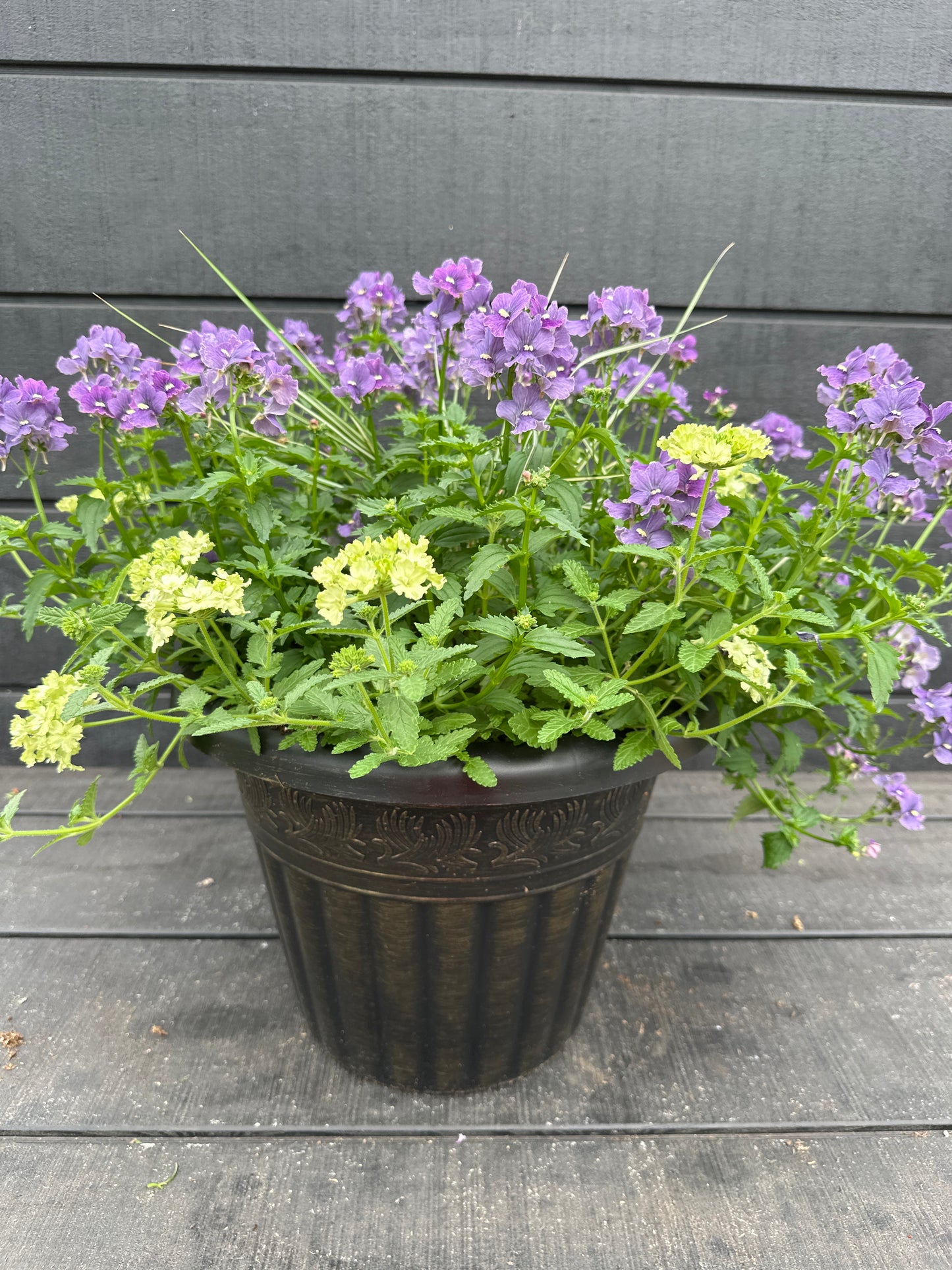 COMBO #98 - 12" POT