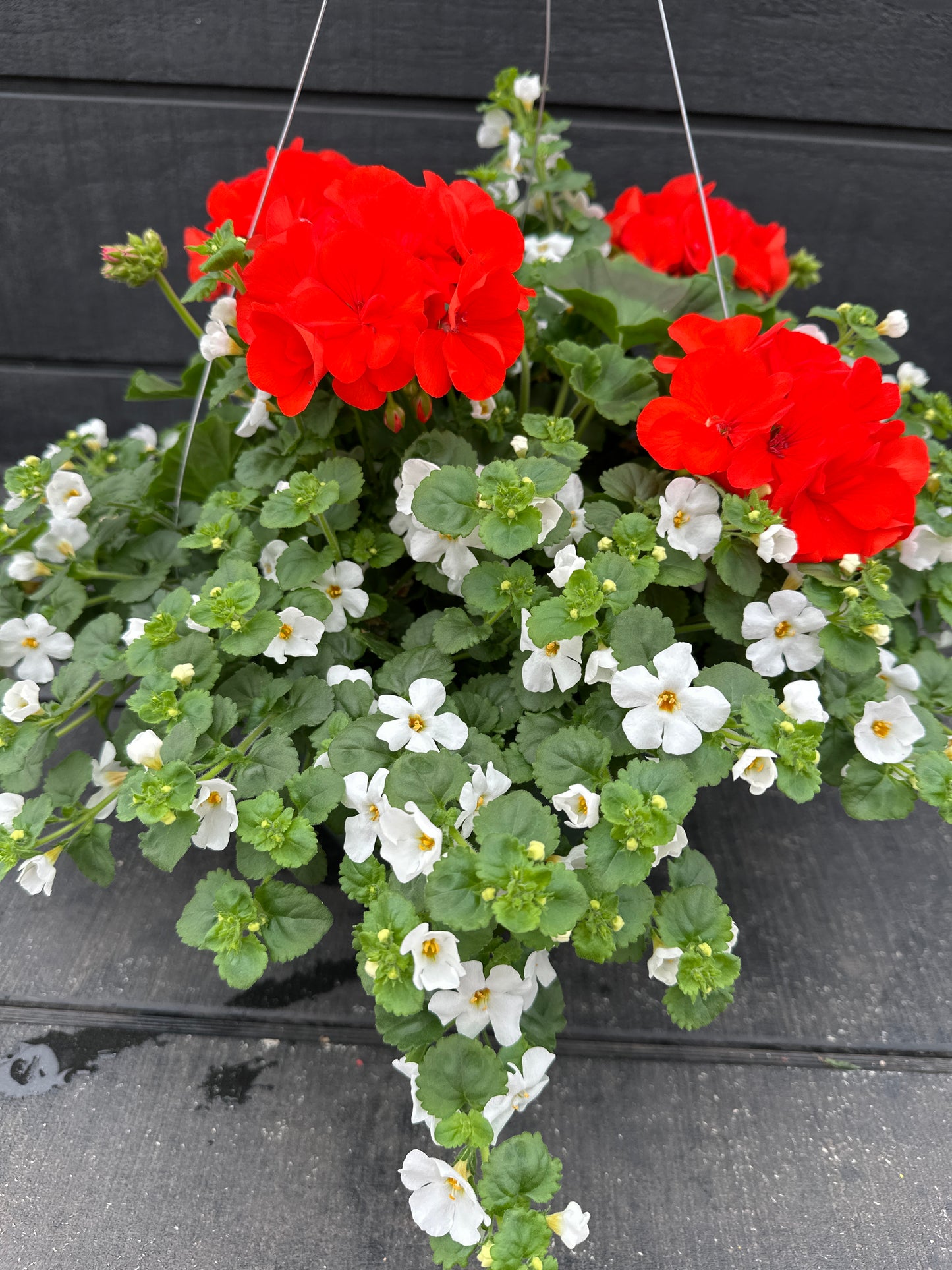 BASKET #1 - 10'' HANGING BASKET