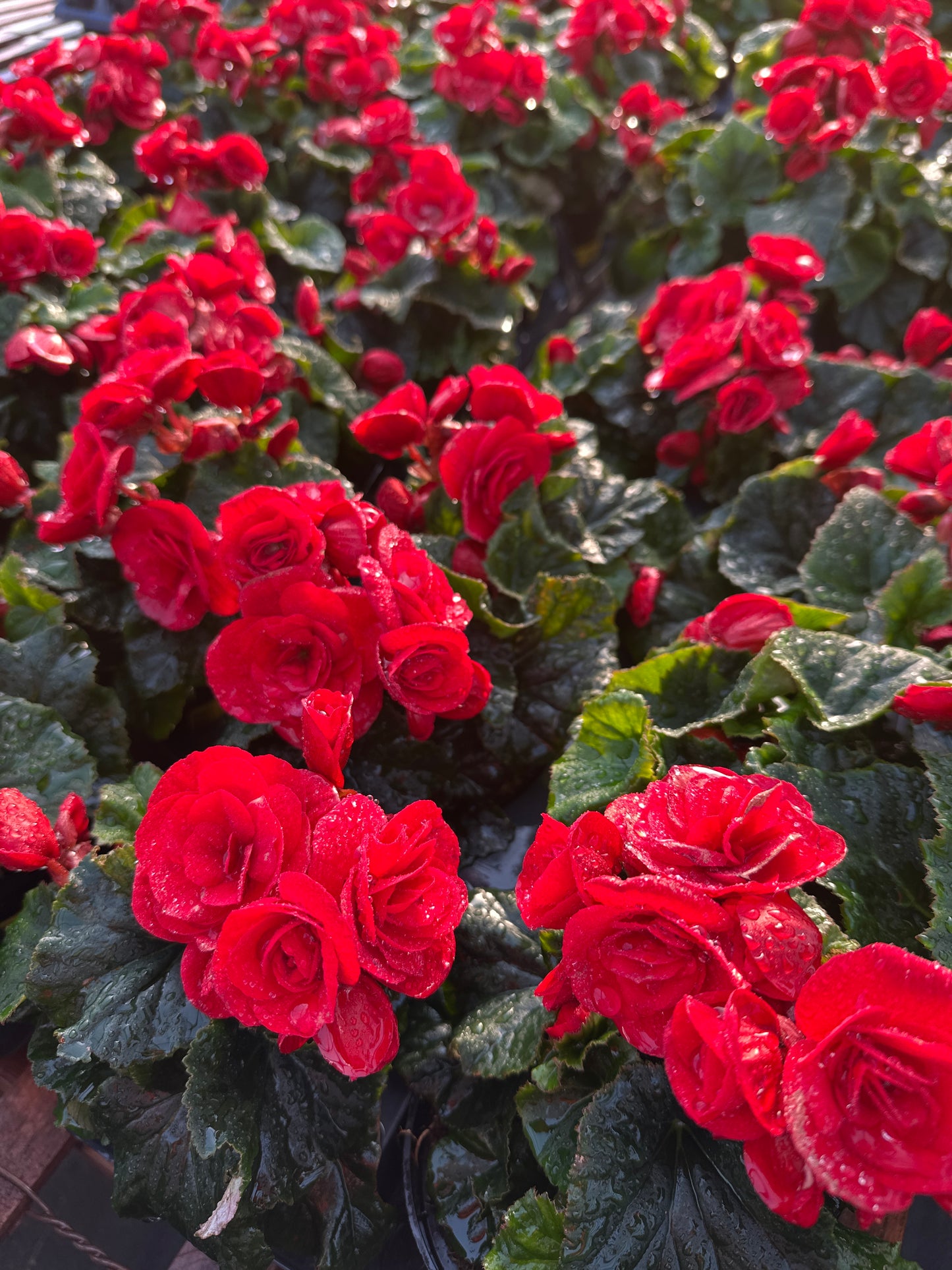 BEGONIA REIGER BALADIN - 4'' POT