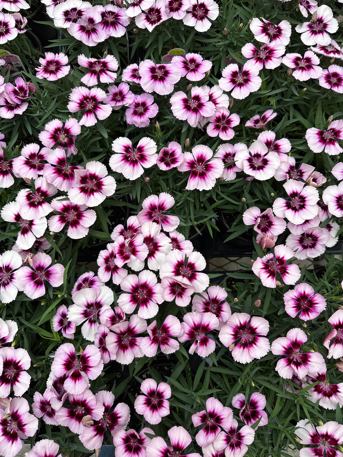 DIANTHUS CHINESIS CORONET WHITE PURPLE EYE - QUART POT