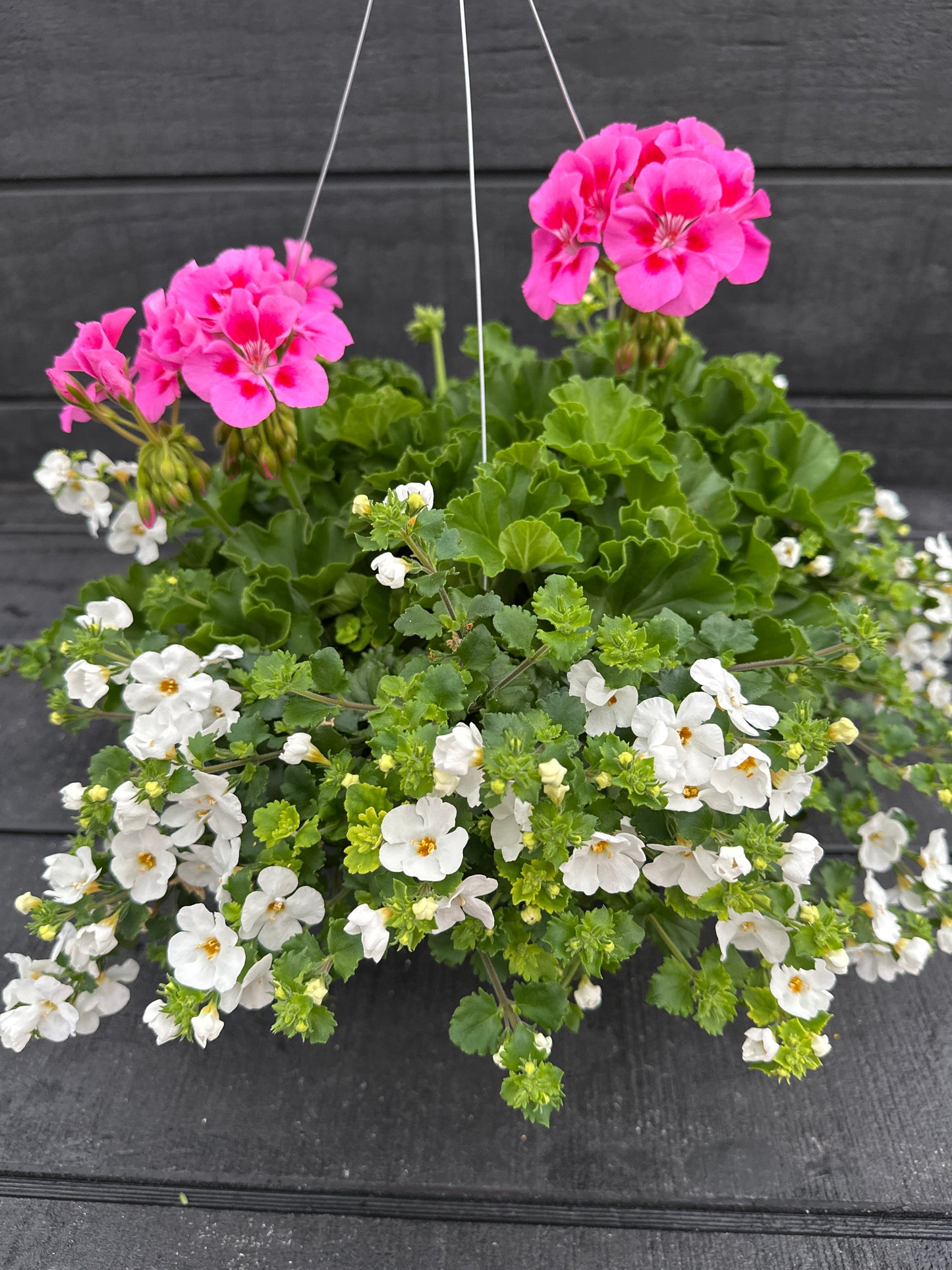 BASKET #43 - 10" HANGING BASKET