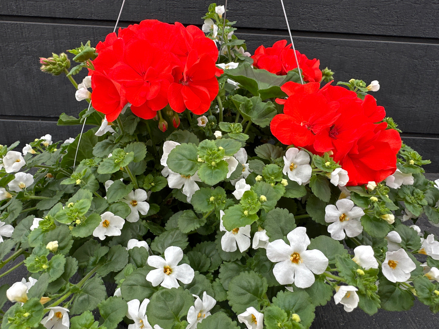 BASKET #1 - 10'' HANGING BASKET