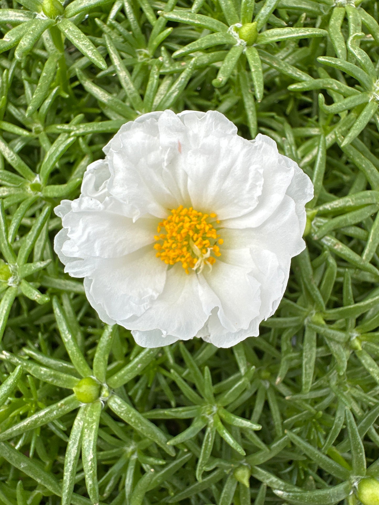 PORTULACA HAPPY HOUR COCONUT - FLAT OF 48 PLANTS