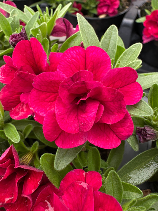 CALIBRACHOA MINIFAMOUS DOUBLE RED - 4" POT