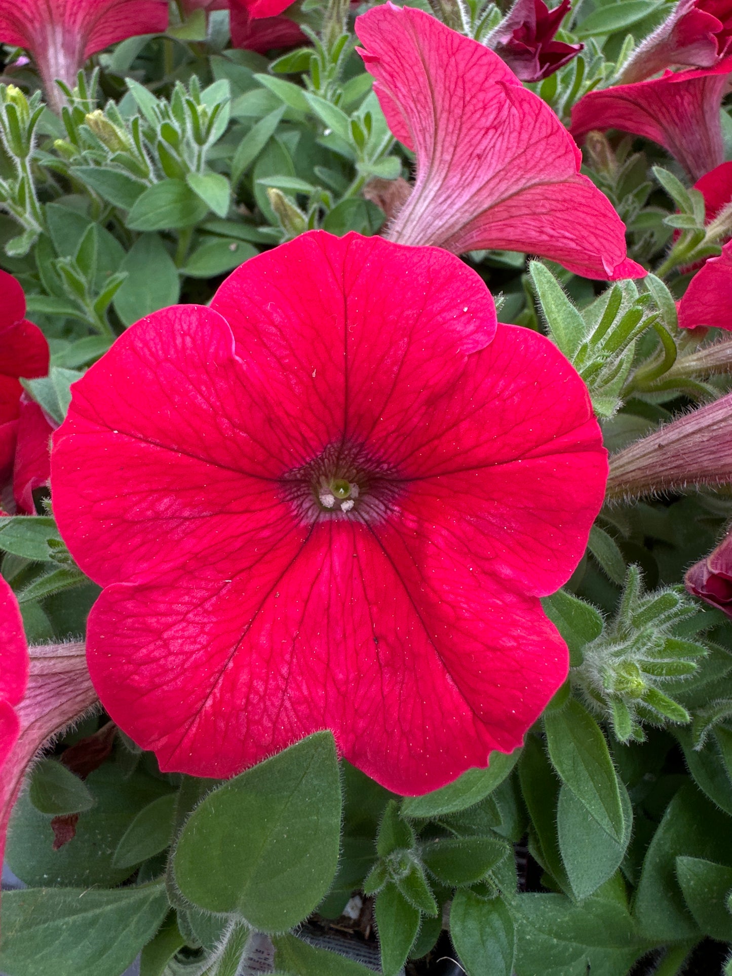 PETUNIA SHOCK WAVE RED - JUMBO 6 PACK