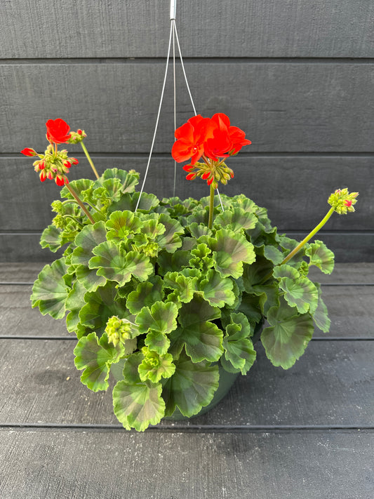 GERANIUM DYNAMO ORANGE - 10" HANGING BASKET