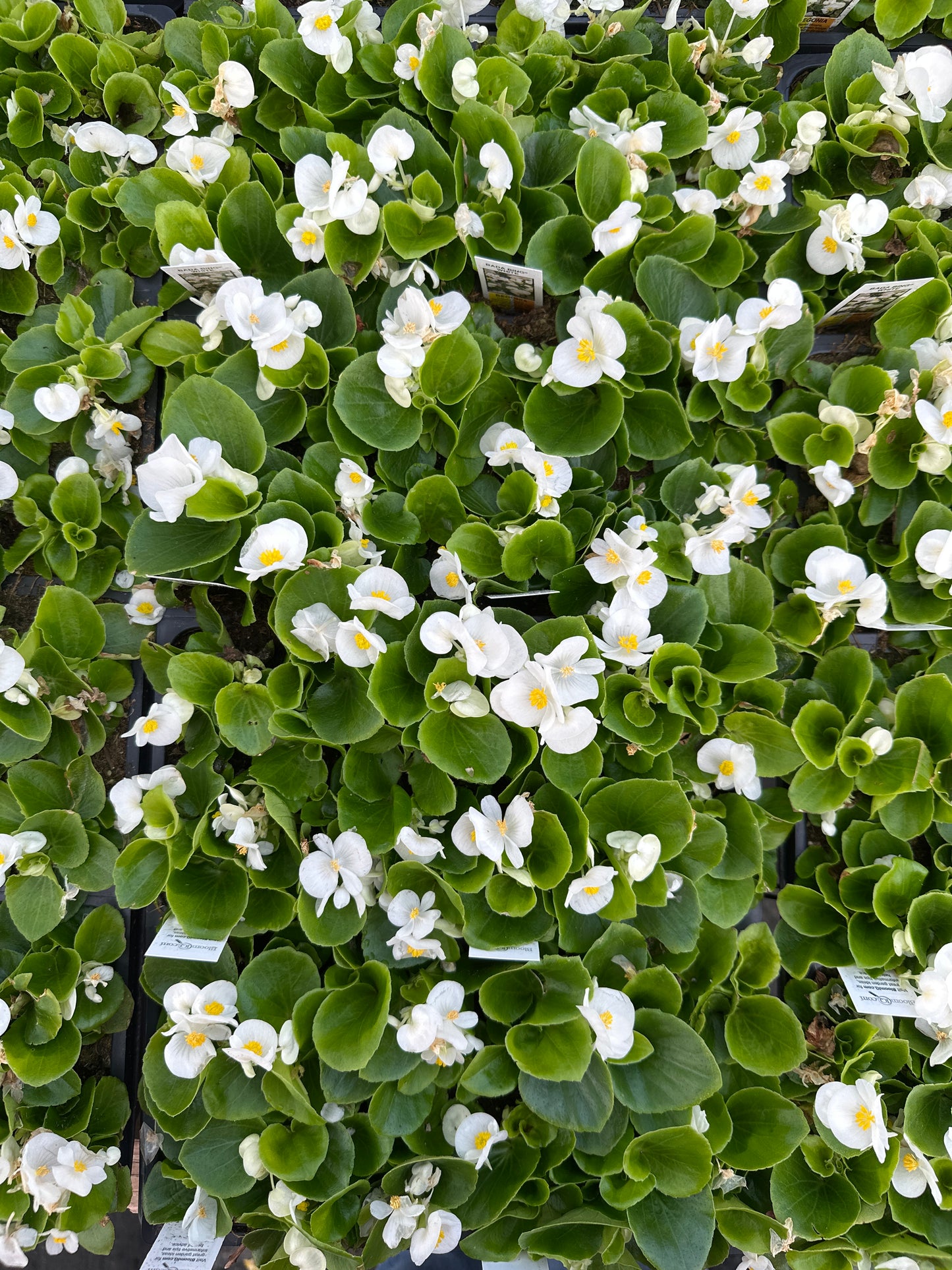 BEGONIA BADA BING WHITE - FLAT OF 48 PLANTS