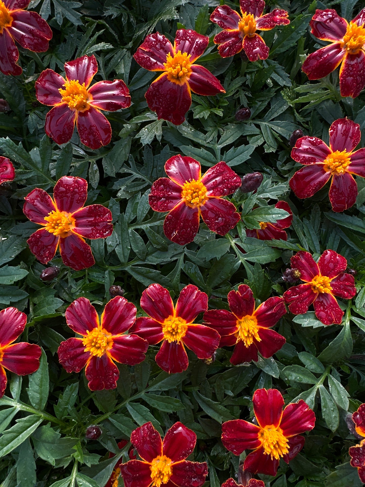 MARIGOLD DISCO RED - FLAT OF 48 PLANTS