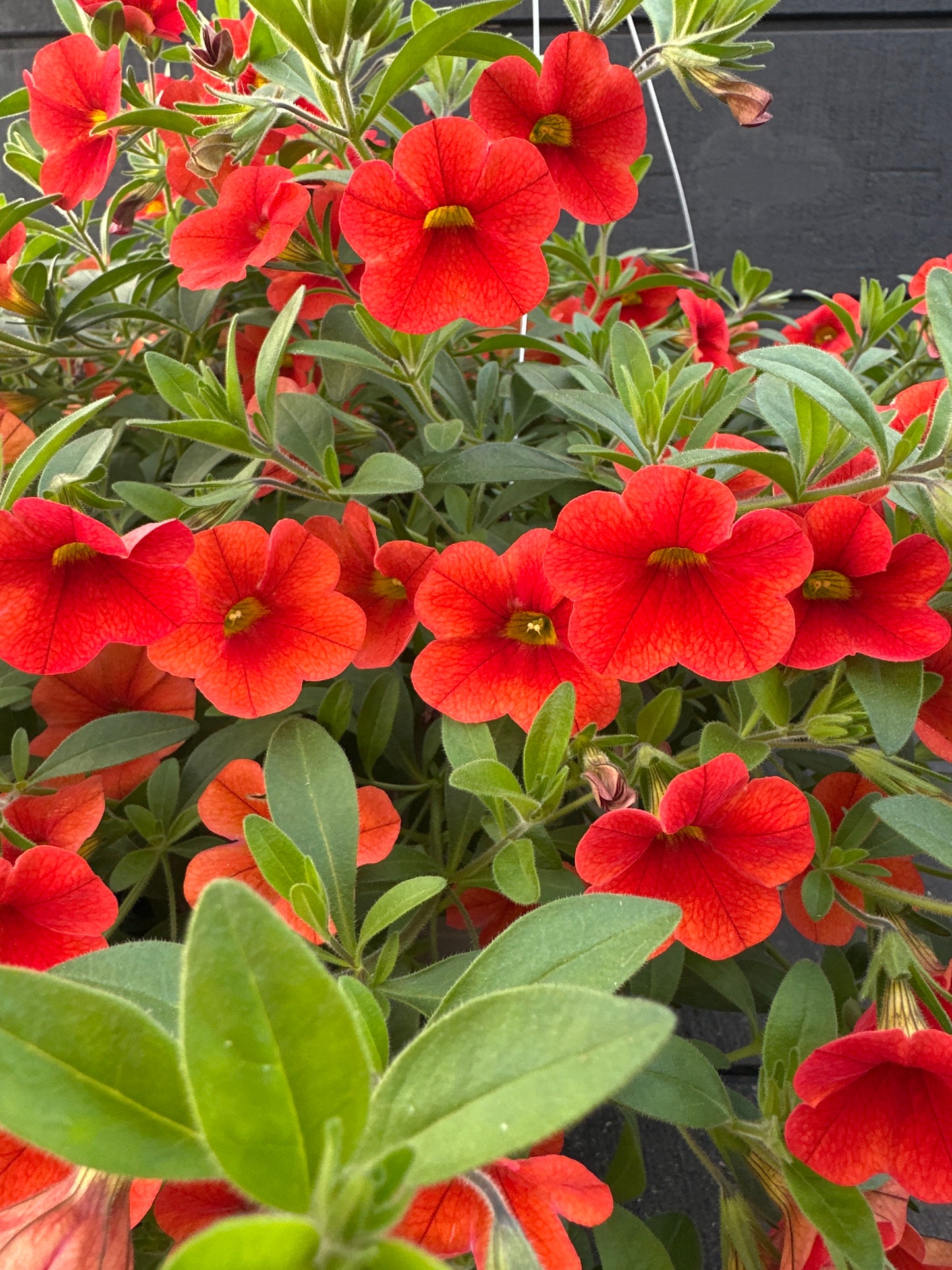 CALIBRACHOA MINIFAMOUS NEO DEEP ORANGE - 10'' HANGING BASKET