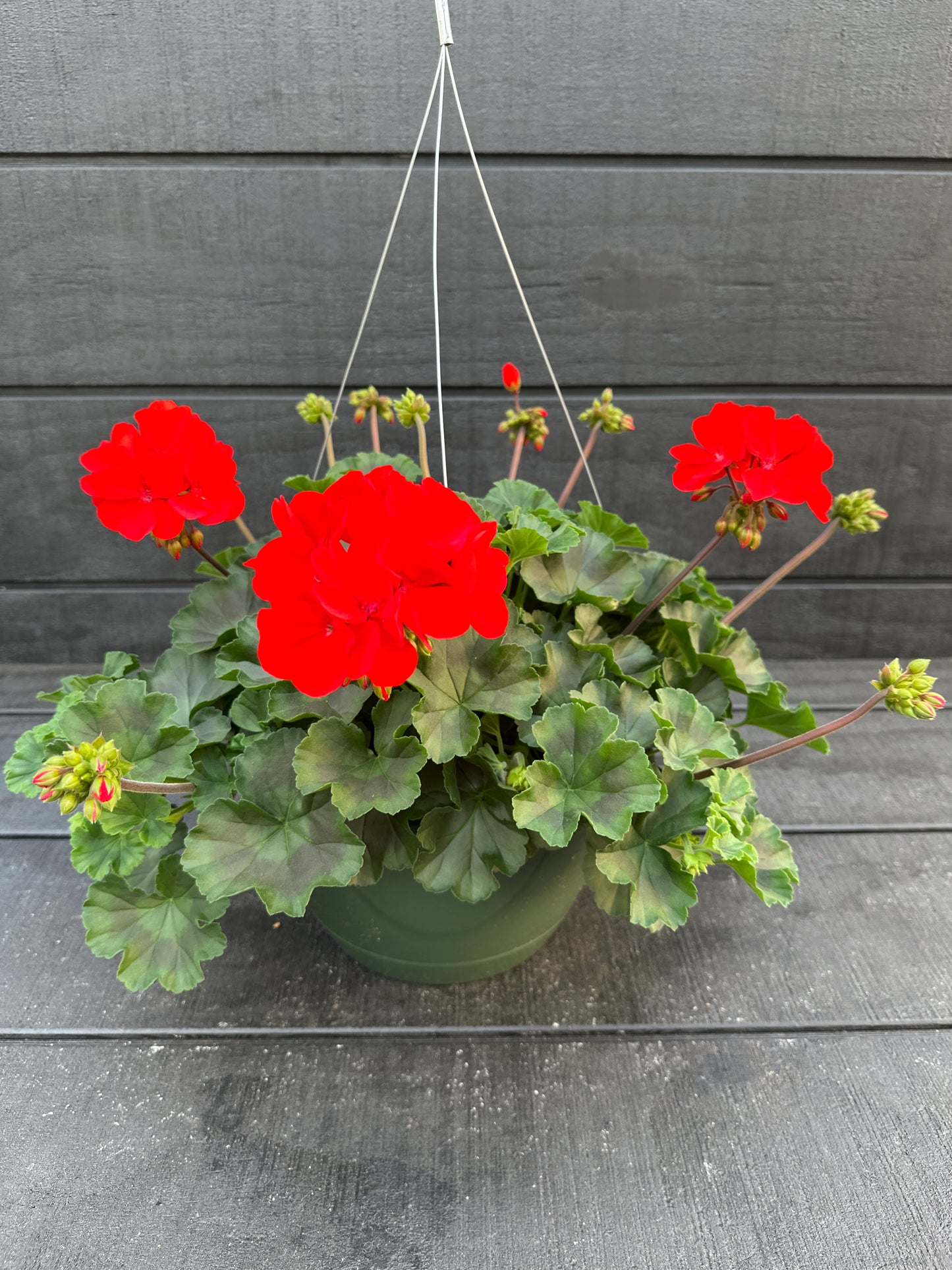 GERANIUM CALLIOPE MEDIUM BRIGHT SCARLET DARK LEAF - 10" HANGING BASKET