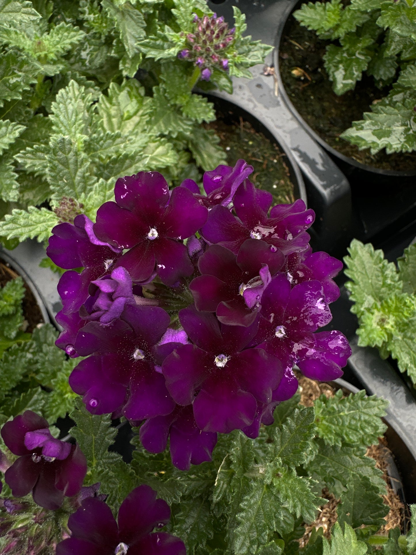 VERBENA EMPRESS VIOLET BLUE - 4'' POT