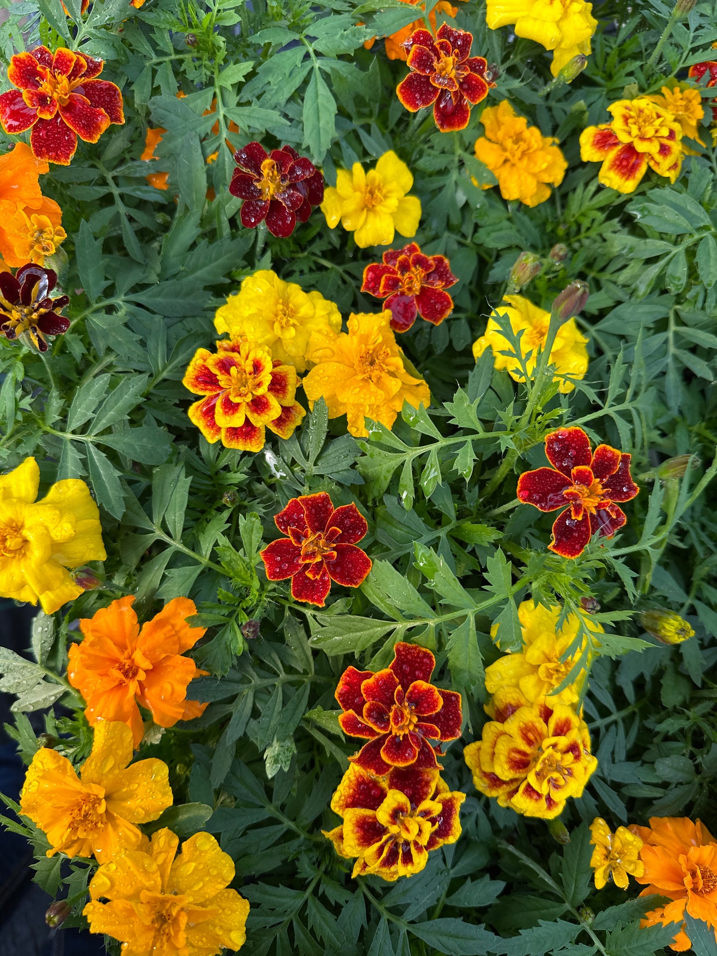 MARIGOLD SAFARI MIX - FLAT OF 48 PLANTS
