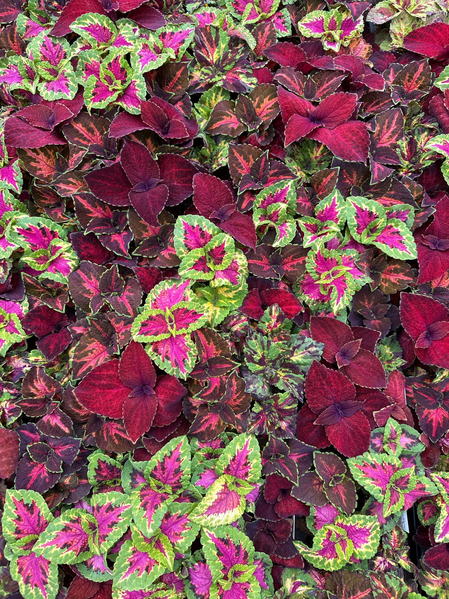 COLEUS RAINBOW MULTICOLOR - FLAT OF 48 PLANTS