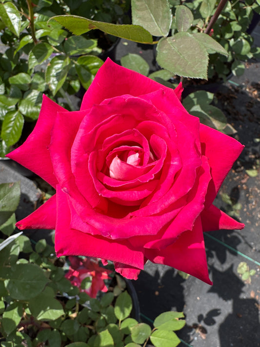 ROSE Love
