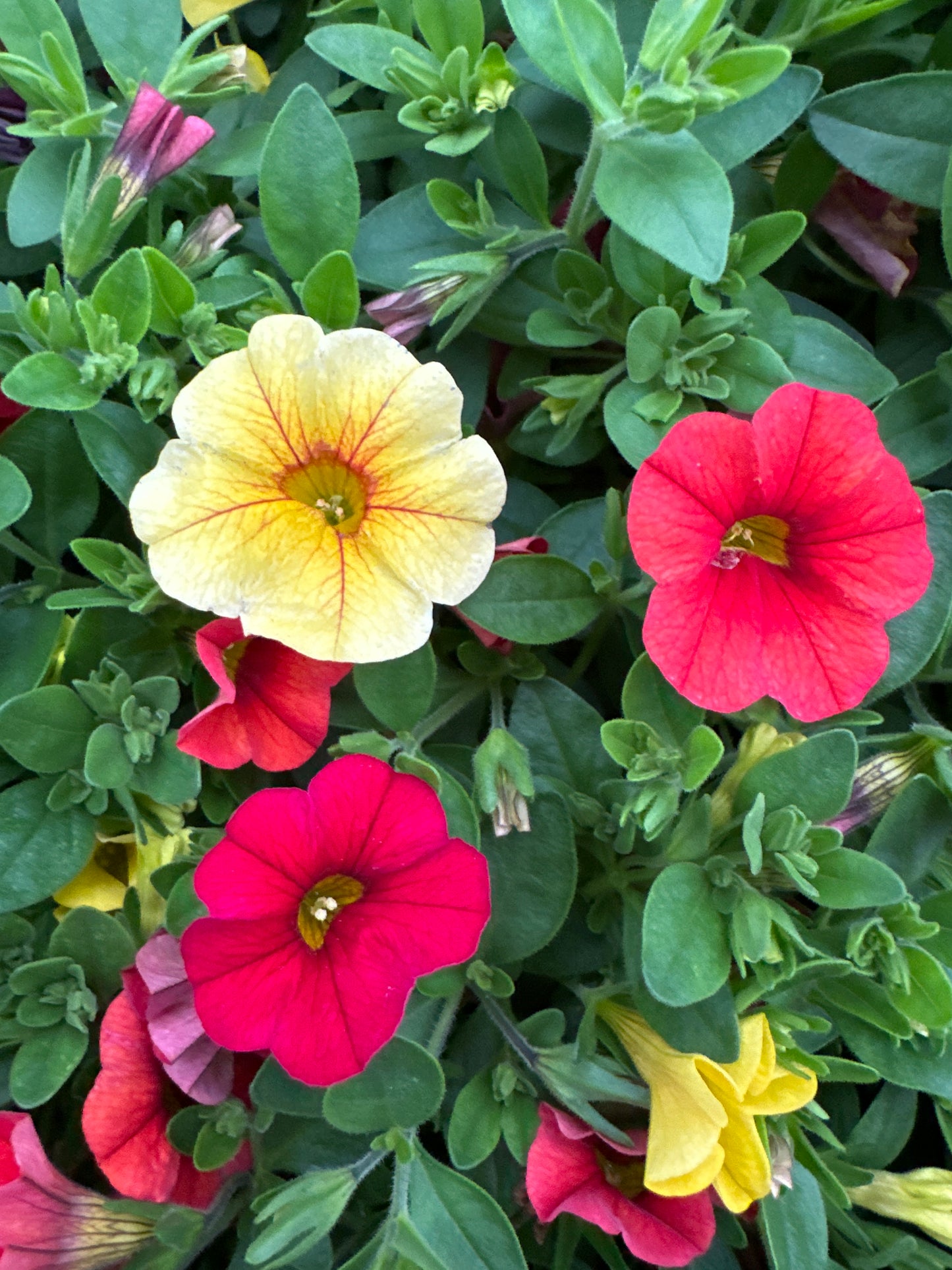 COMBO TROPICALI - QUART POT