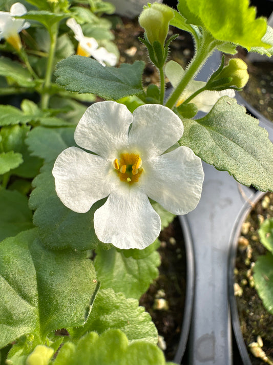 BACOPA MEGA COPA WHITE - 4'' POT
