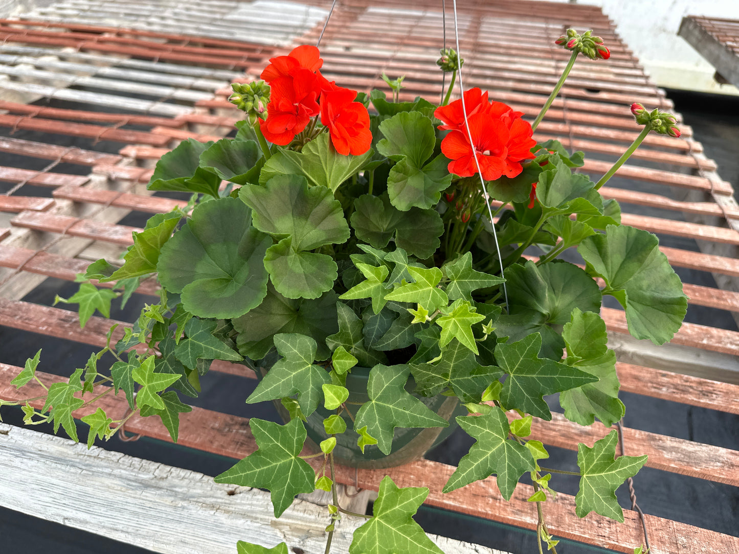 GERANIUM FANTASIA FLAMINGO ROSE - 10'' HANGING BASKET