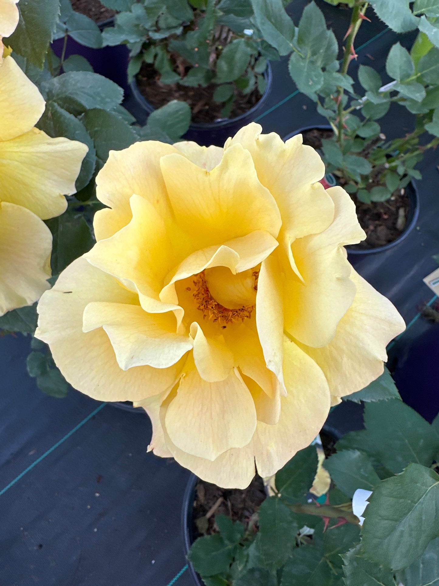 ROSE Midas Touch