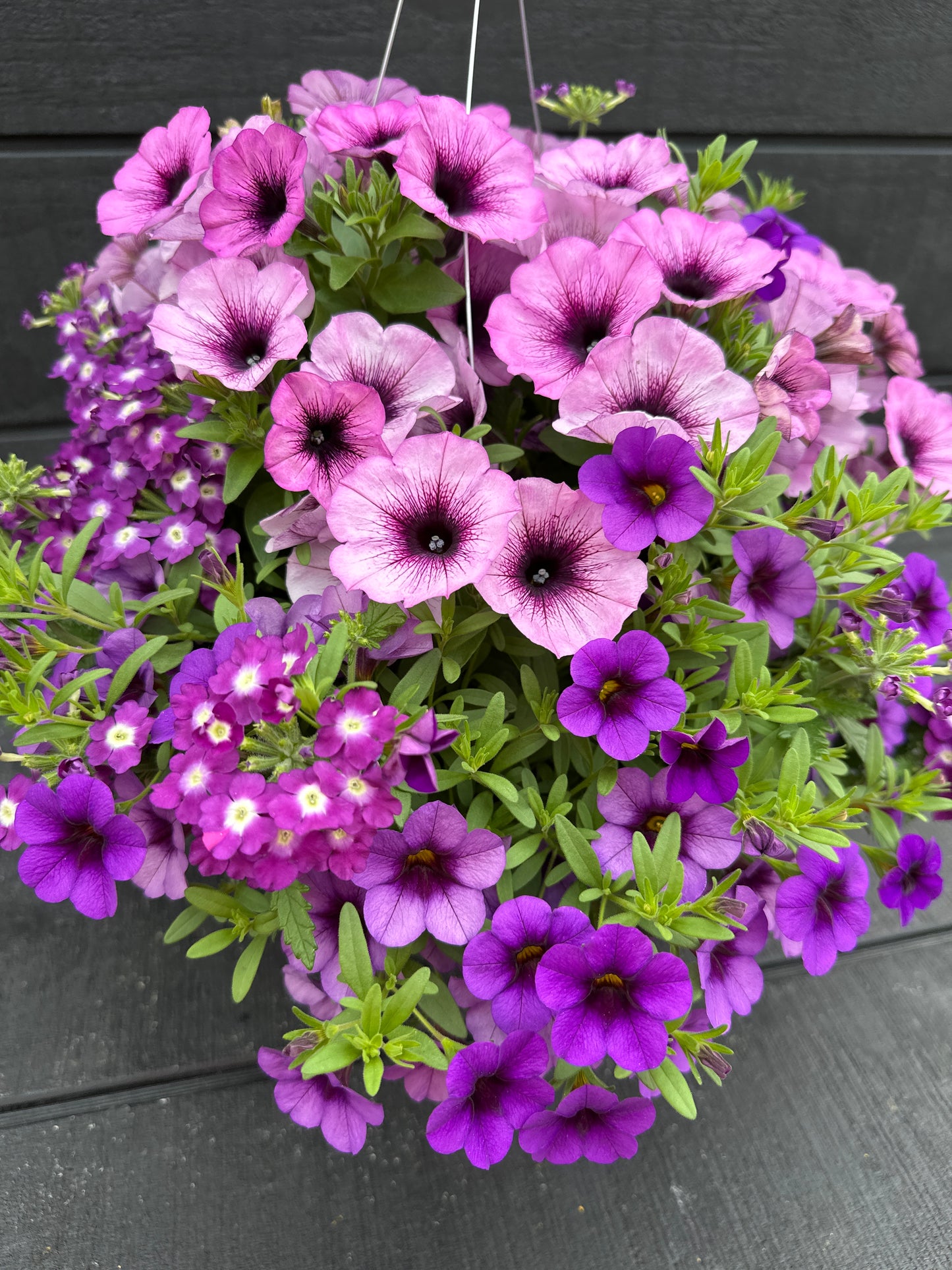 COMBO PURPLE CLEOPATRA - 10" HANGING BASKET