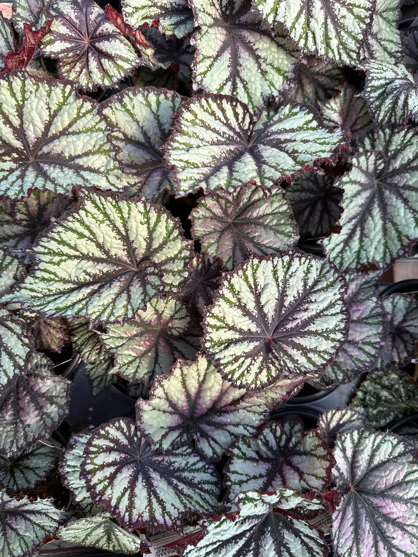 BEGONIA REX JURASSIC REPTILE - QUART POT