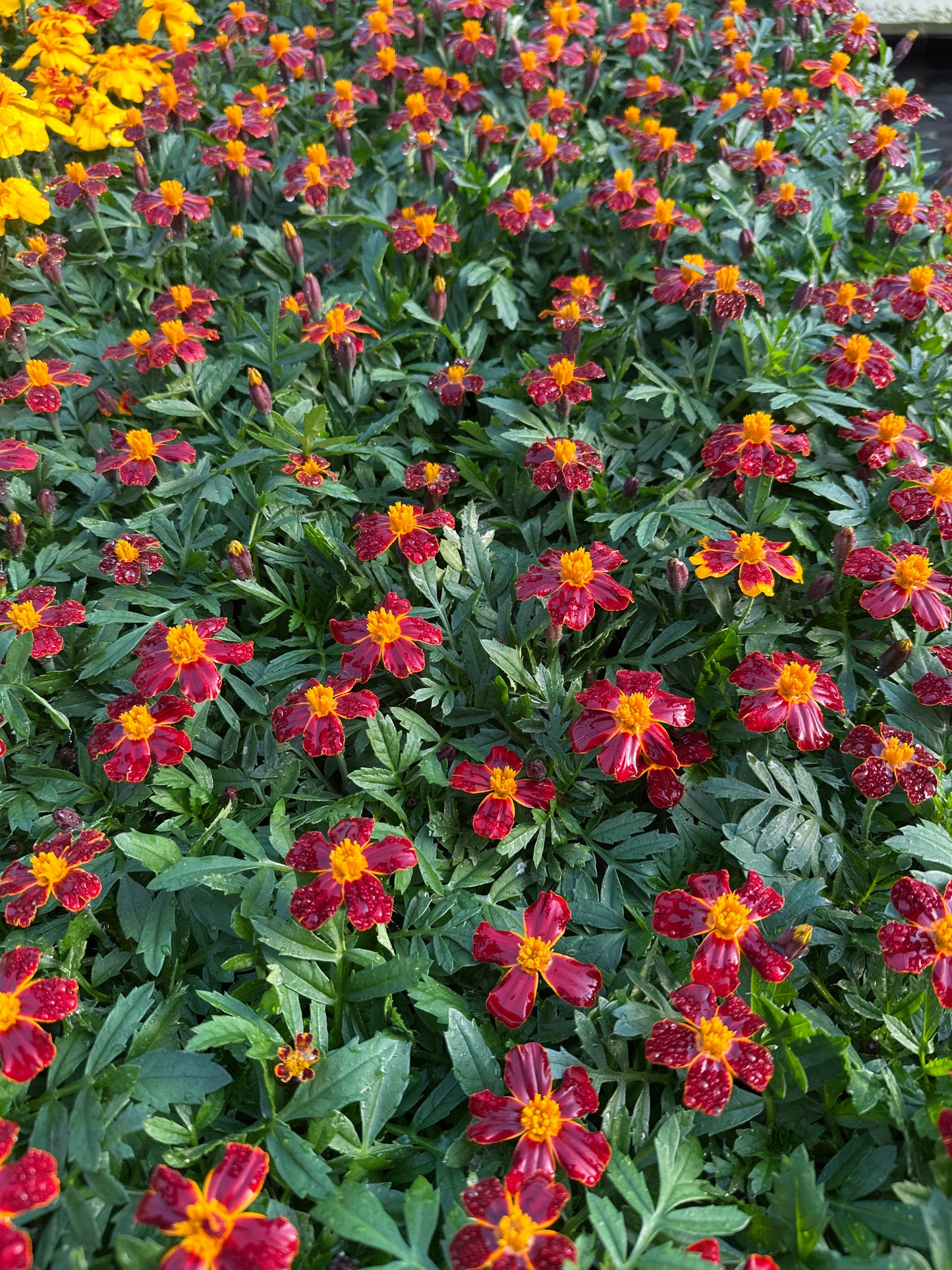 MARIGOLD DISCO RED - FLAT OF 48 PLANTS