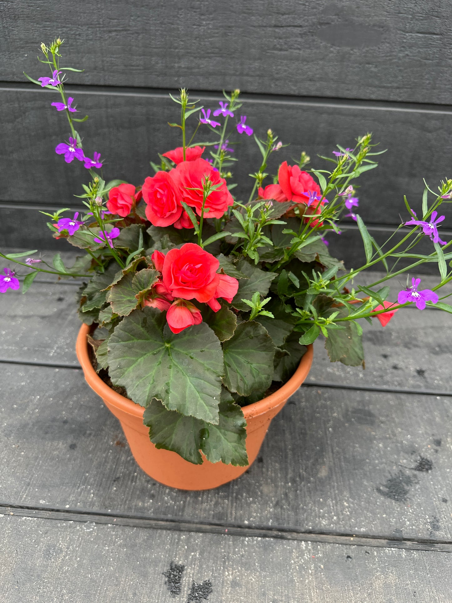 COMBO #35 - 8" POT