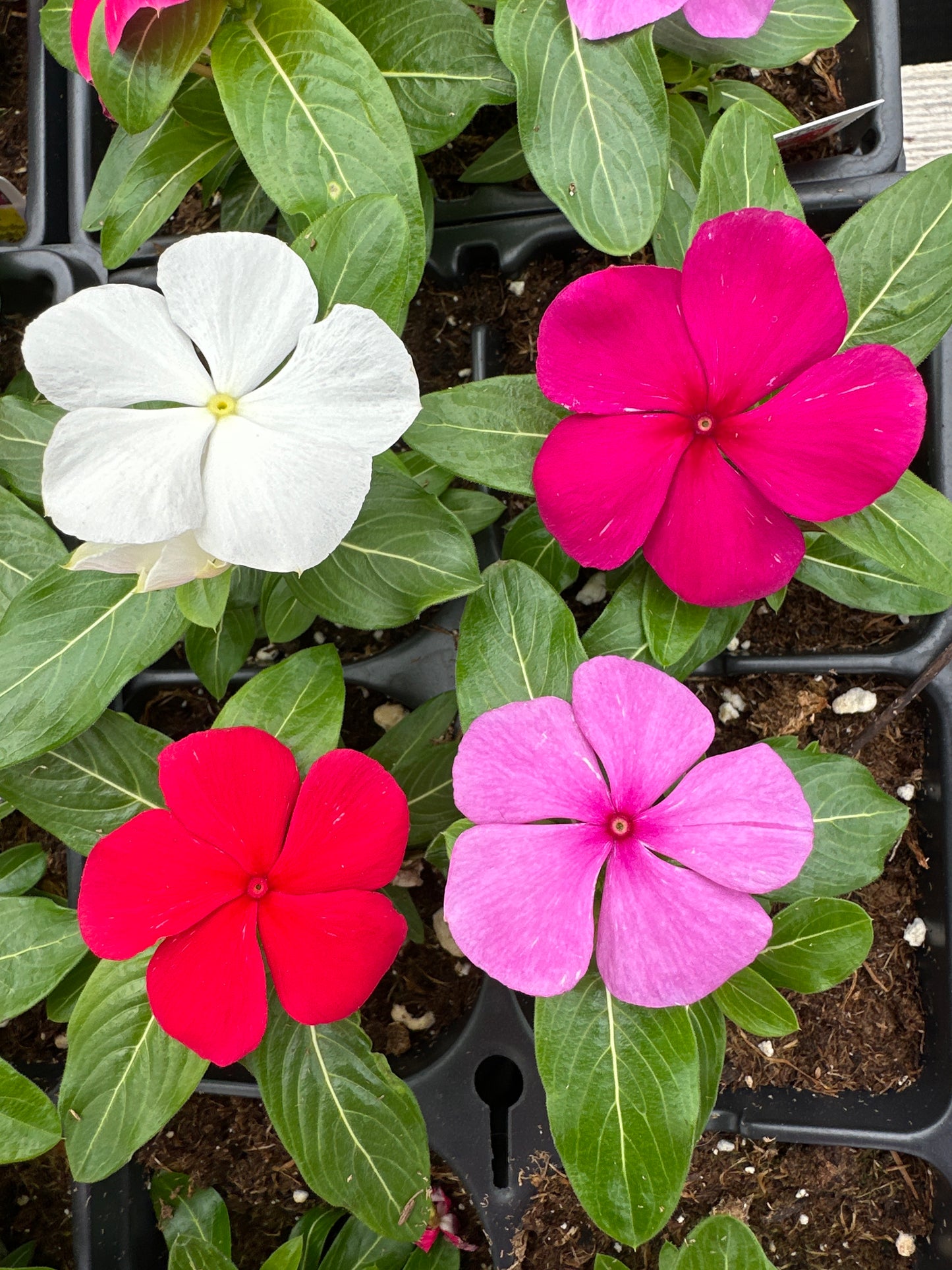 PERIWINKLE VINCA TITAN CLEAR MIX - JUMBO 6 PACK