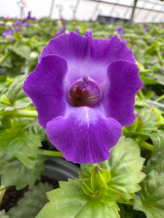 TORENIA SUMMER WAVE LARGE VIOLET - QUART POT