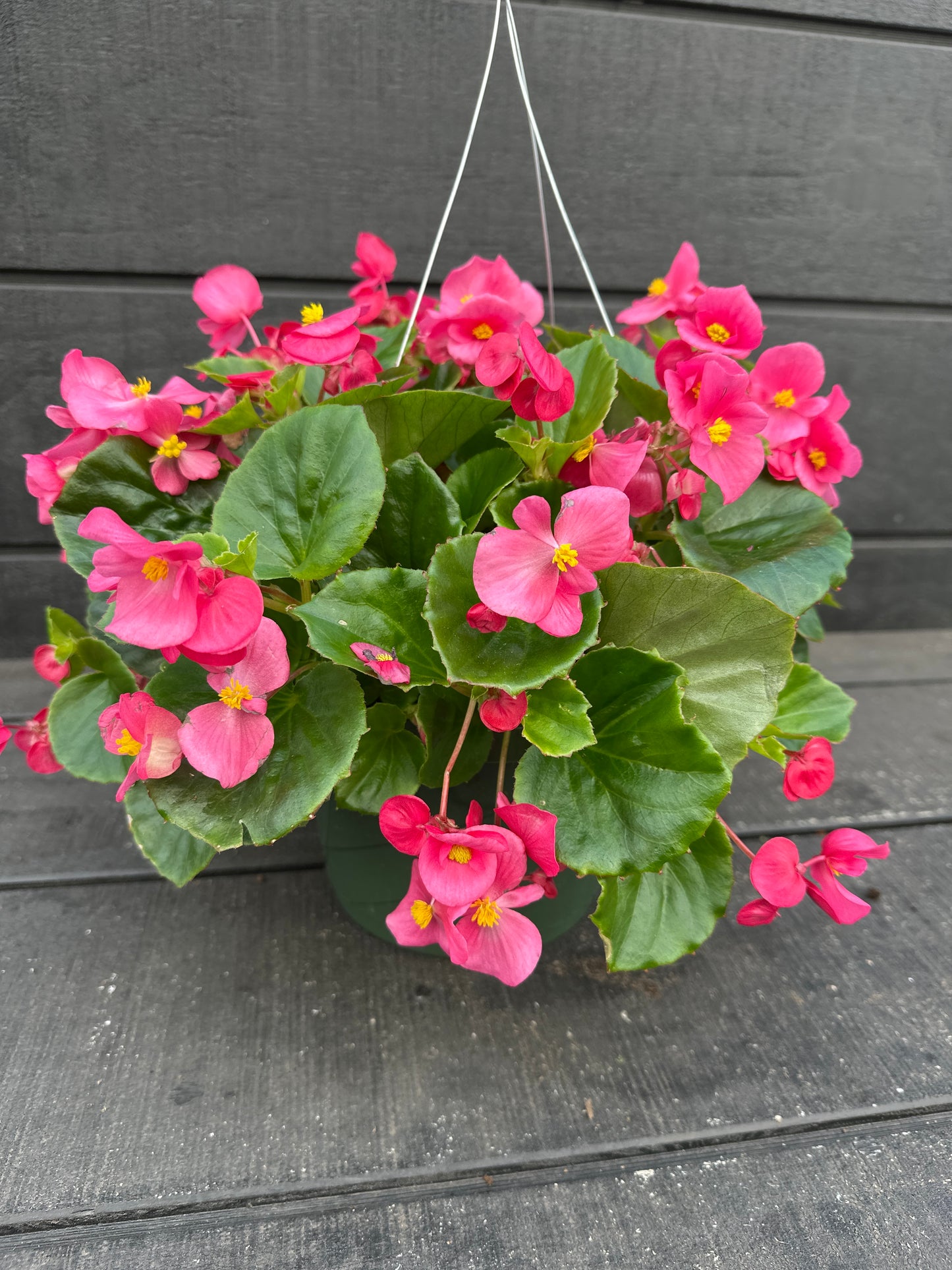 BEGONIA BADA BING ROSE - 8'' HANGING BASKET
