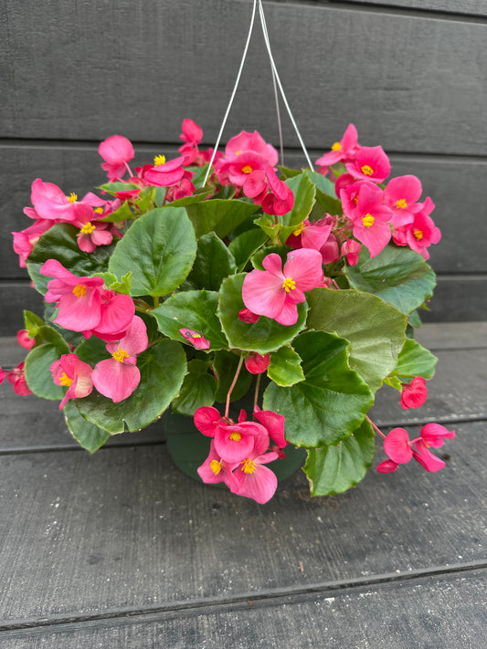 BEGONIA BADA BING ROSE - 8'' HANGING BASKET