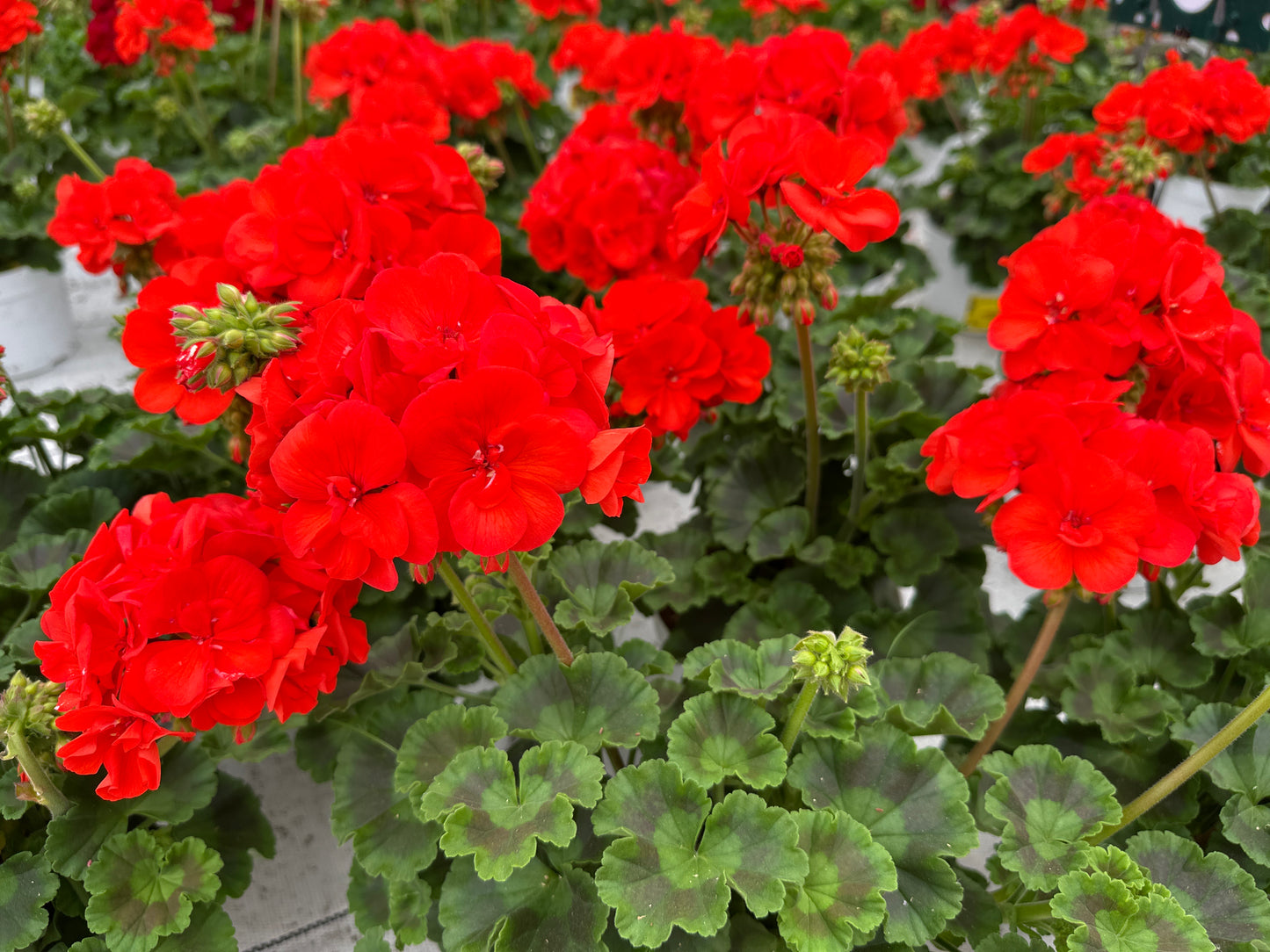 GERANIUM DYNAMO ORANGE - 6" POT