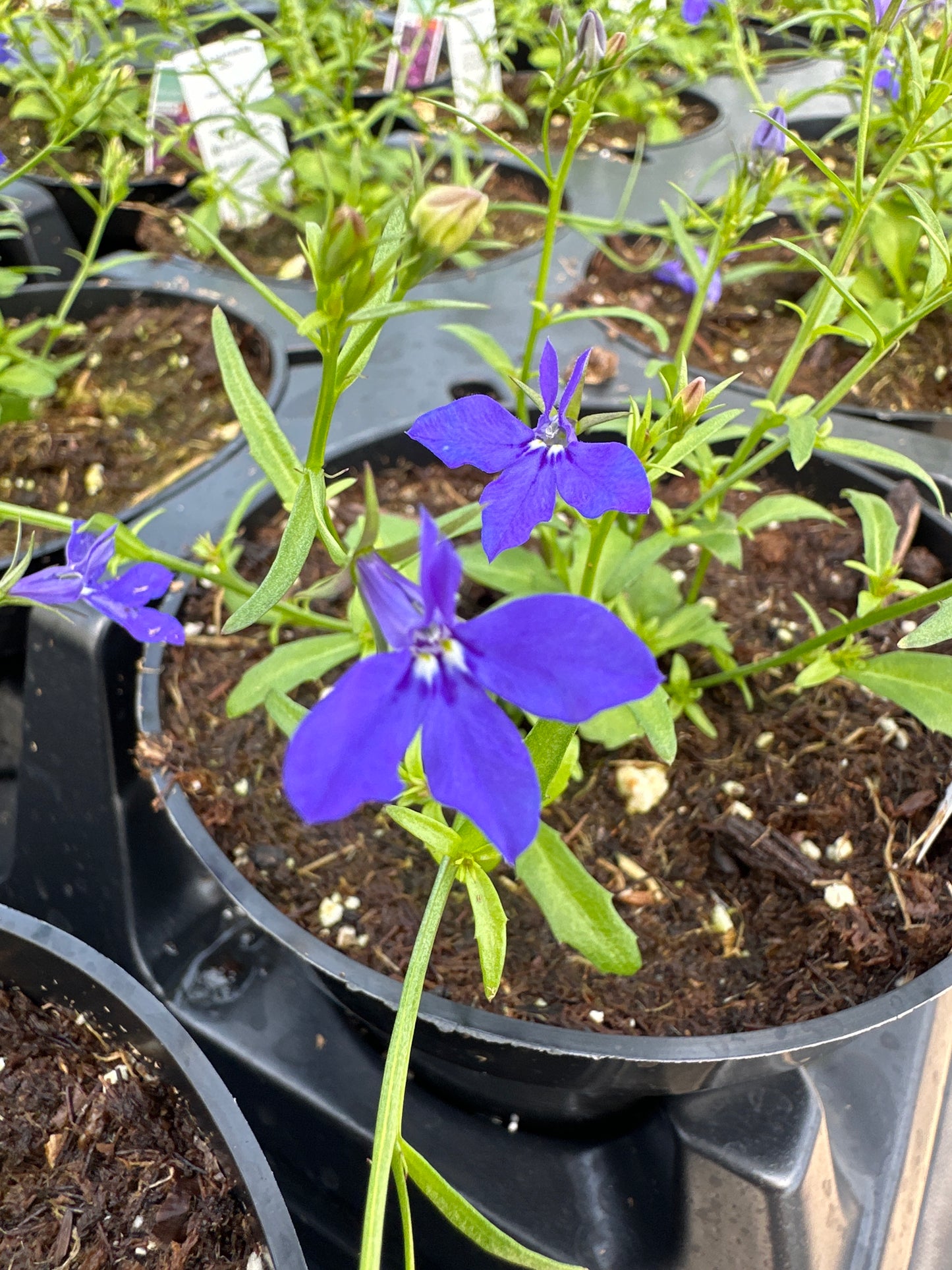 LOBELIA MAGADI BASKET DARK BLUE - 4'' POT