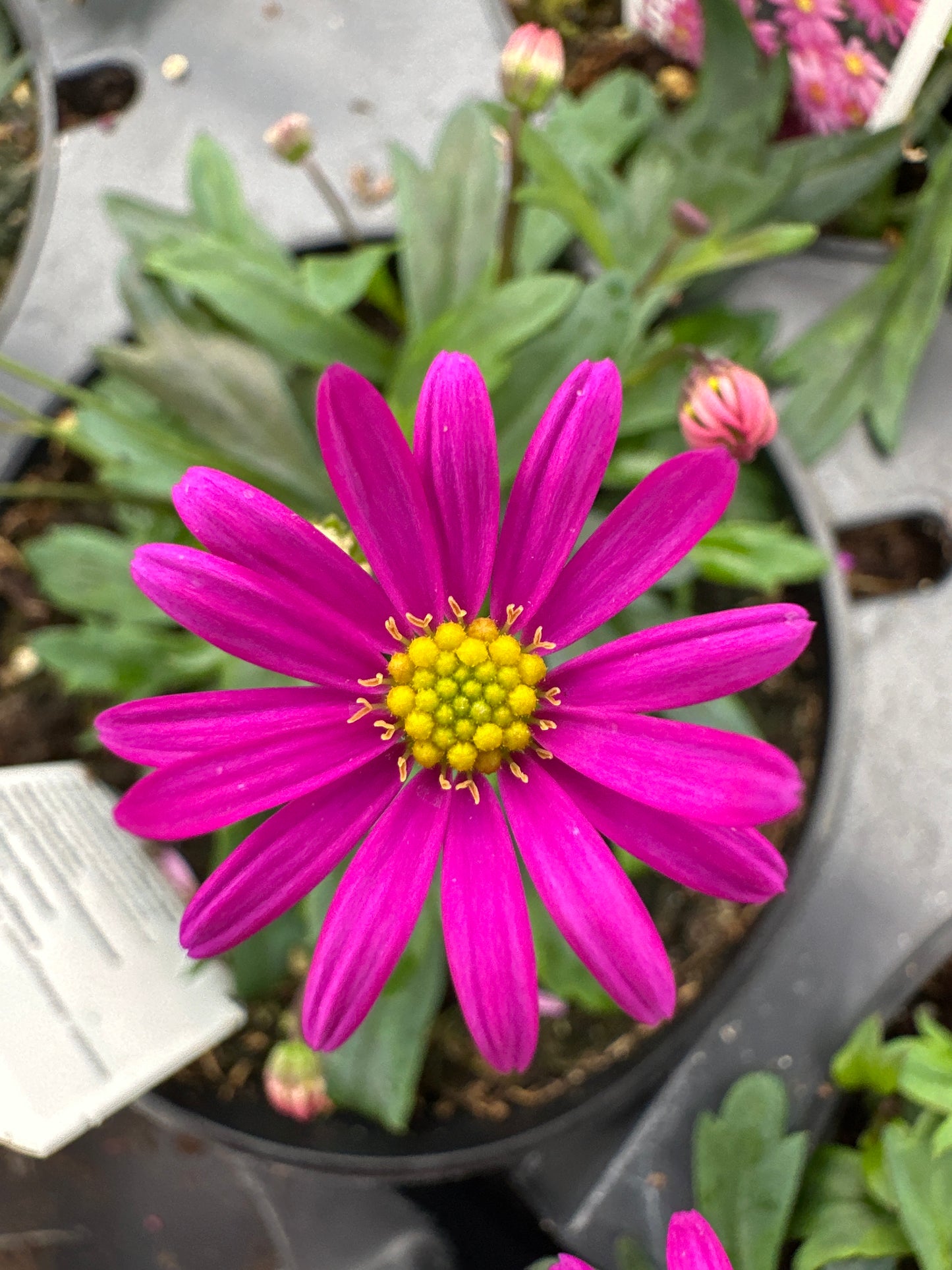 BRACHYSCOME RADIANT MAGENTA - 4" POT