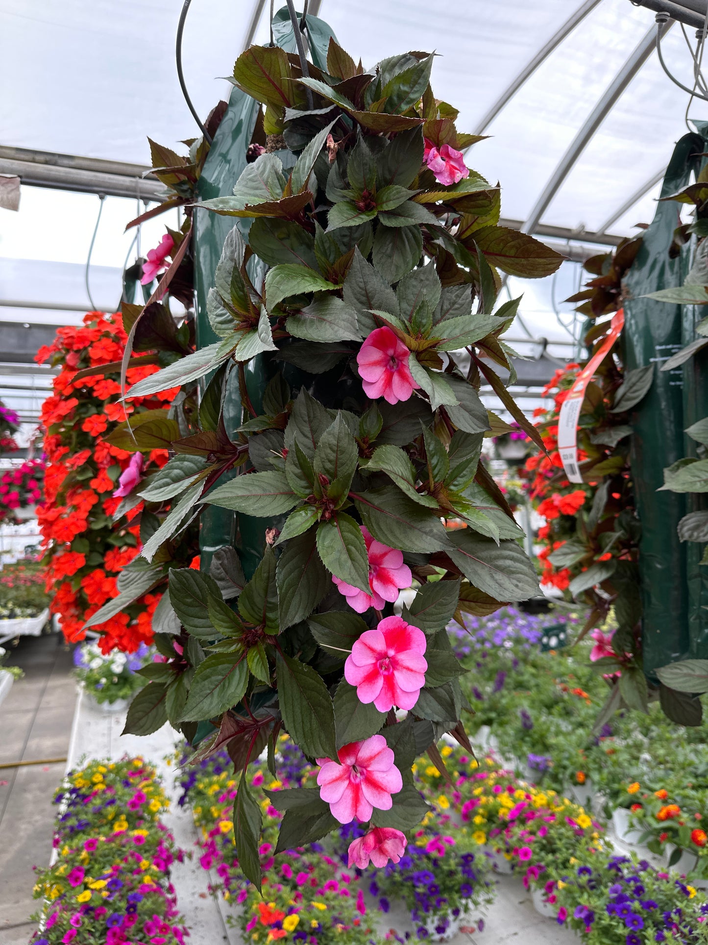 SUNPATIENS COMPACT RED CANDY - FLOWER BAG