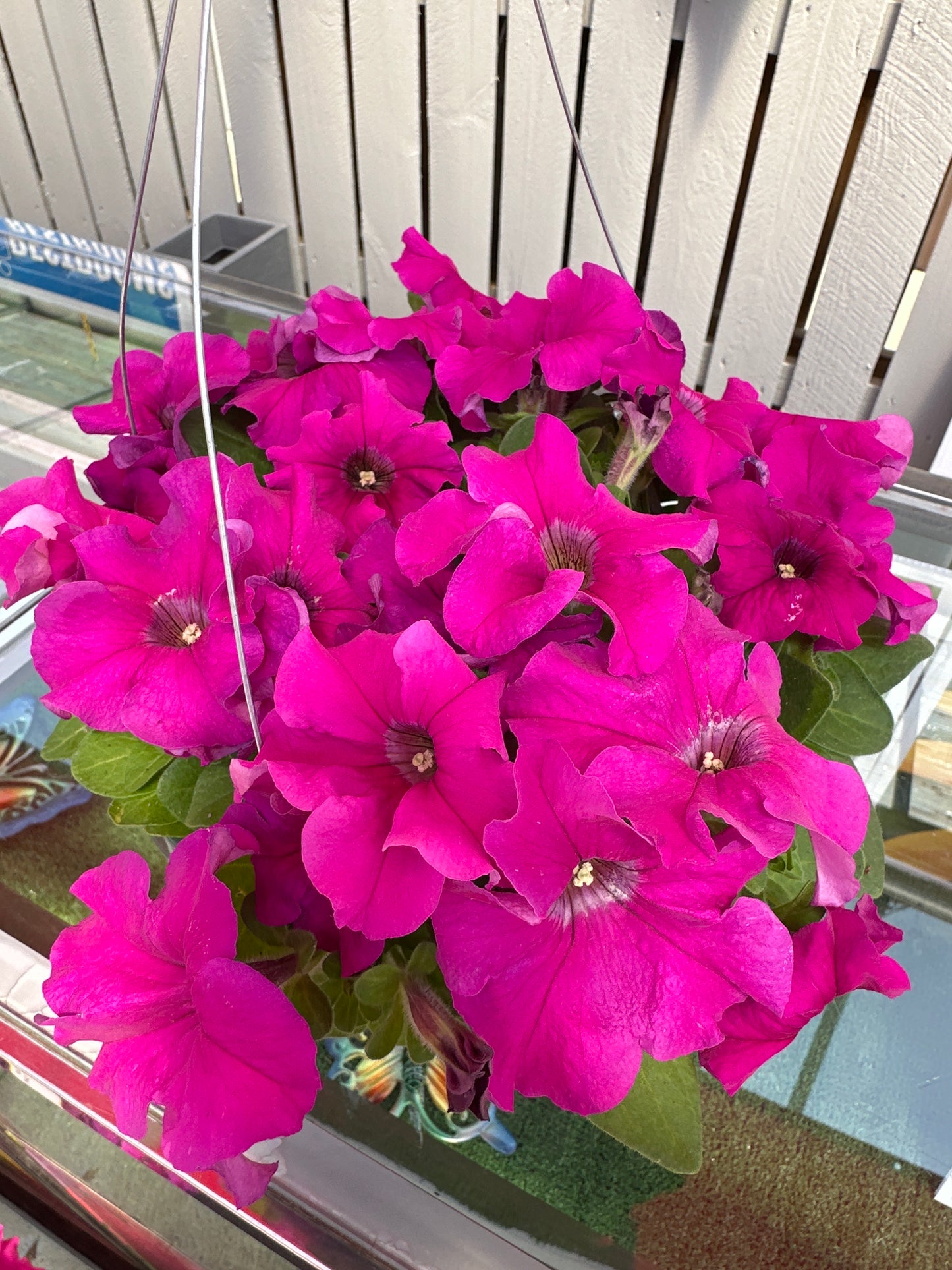 PETUNIA PRETTY GRAND PURPLE - 8" HANGING BASKET