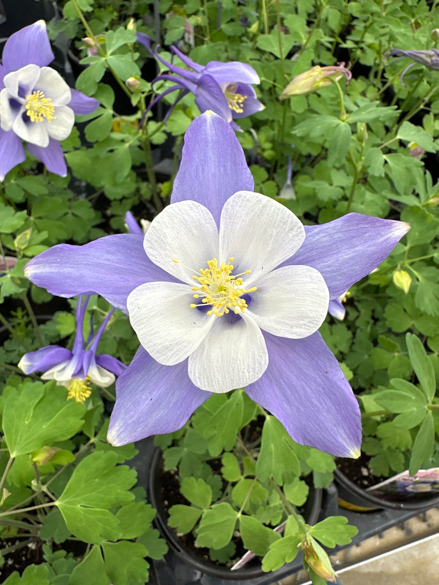 Aquilegia Early Bird™ 'Blue & White'