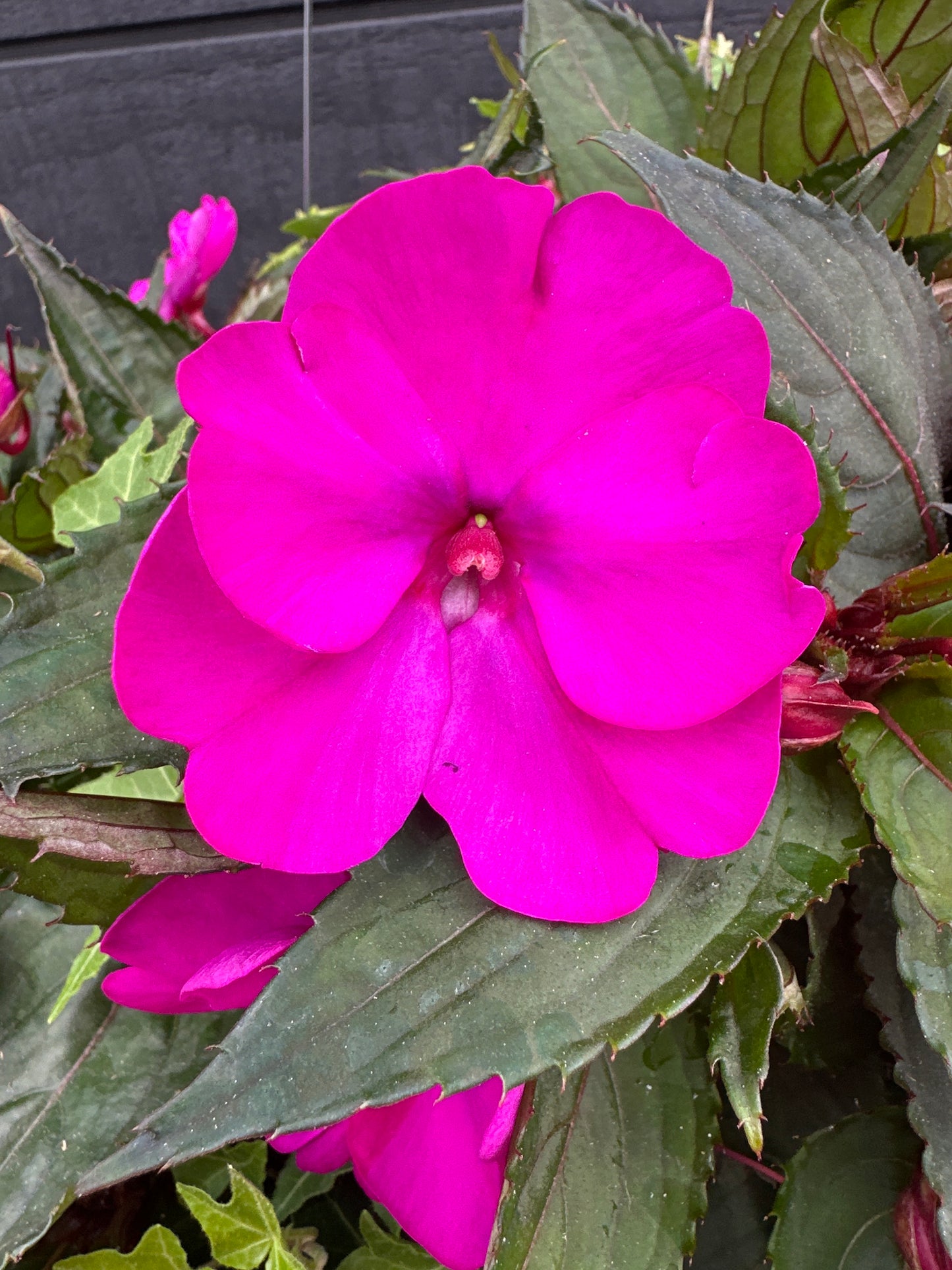 BASKET #37 - 12" HANGING BASKET