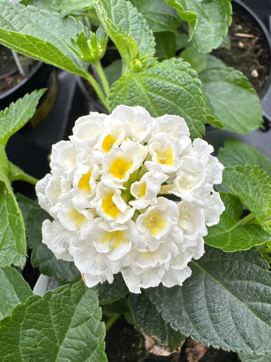 LANTANA BANDELERO WHITE - 4" POT