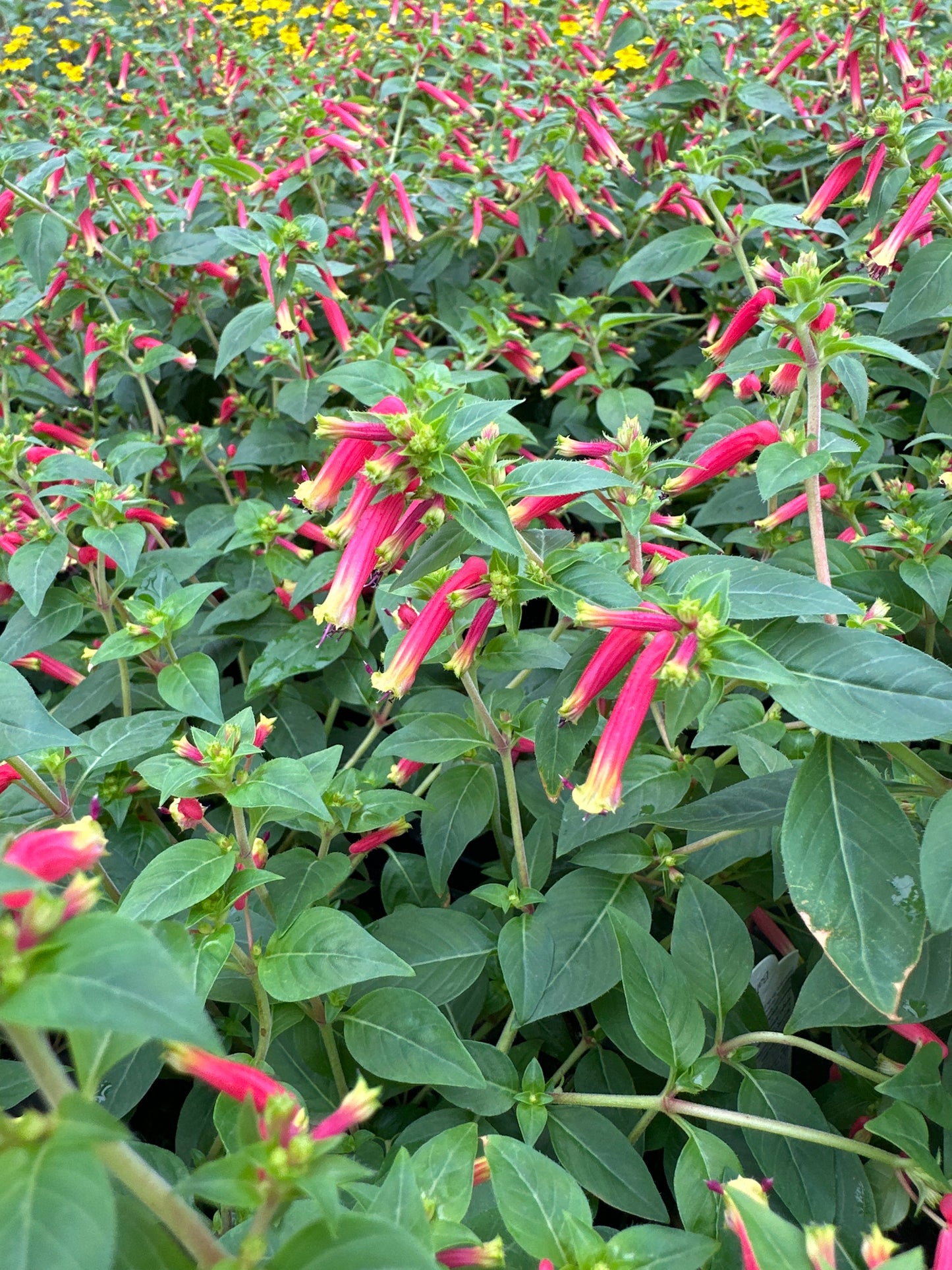 CUPHEA HONEYBELLS - 4" POT