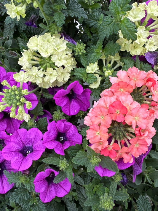 COMBO MAI TAI - 6" POT