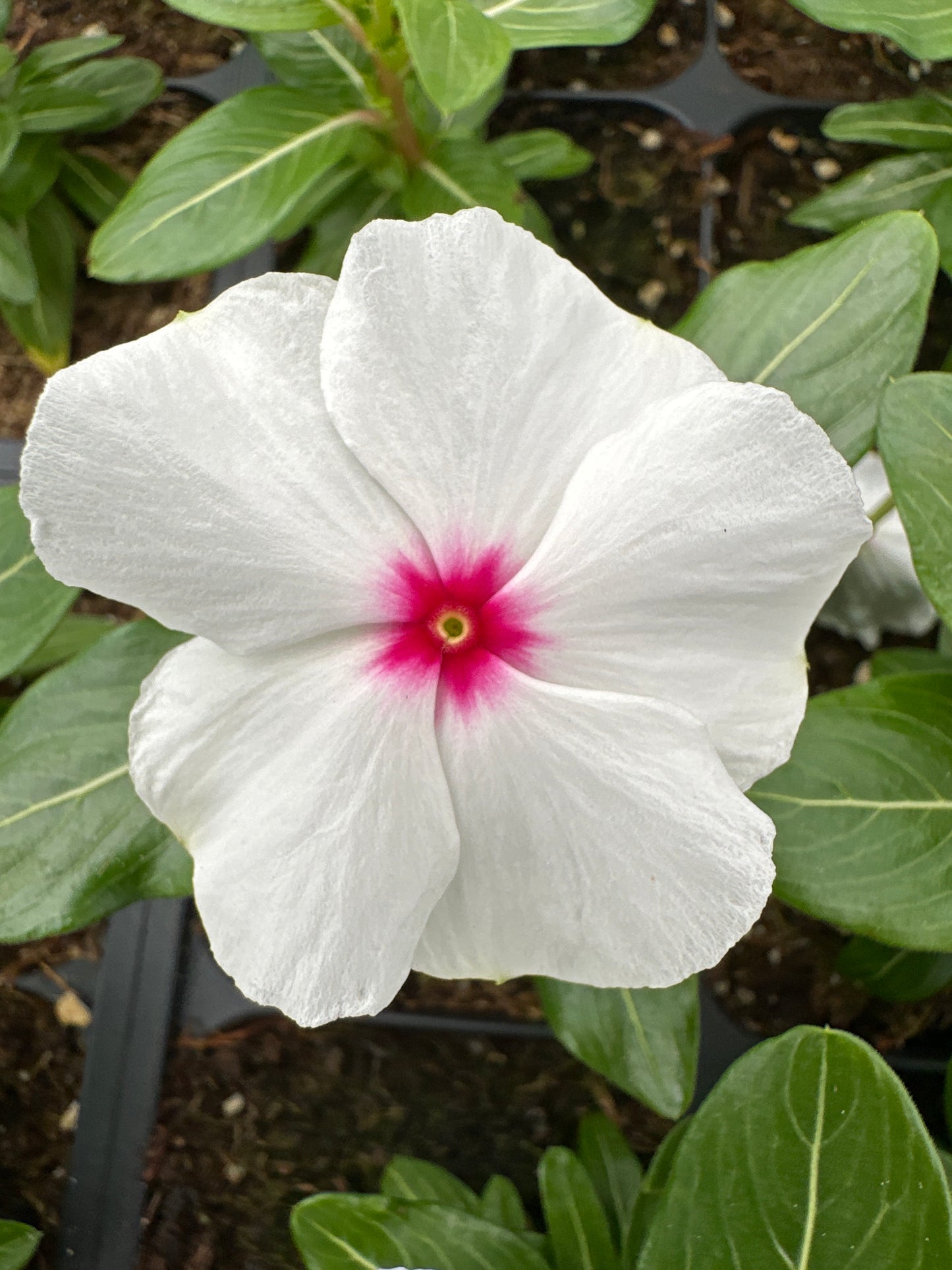 PERIWINKLE VINCA CORA XDR POLKA DOT - FLAT OF 32 PLANTS