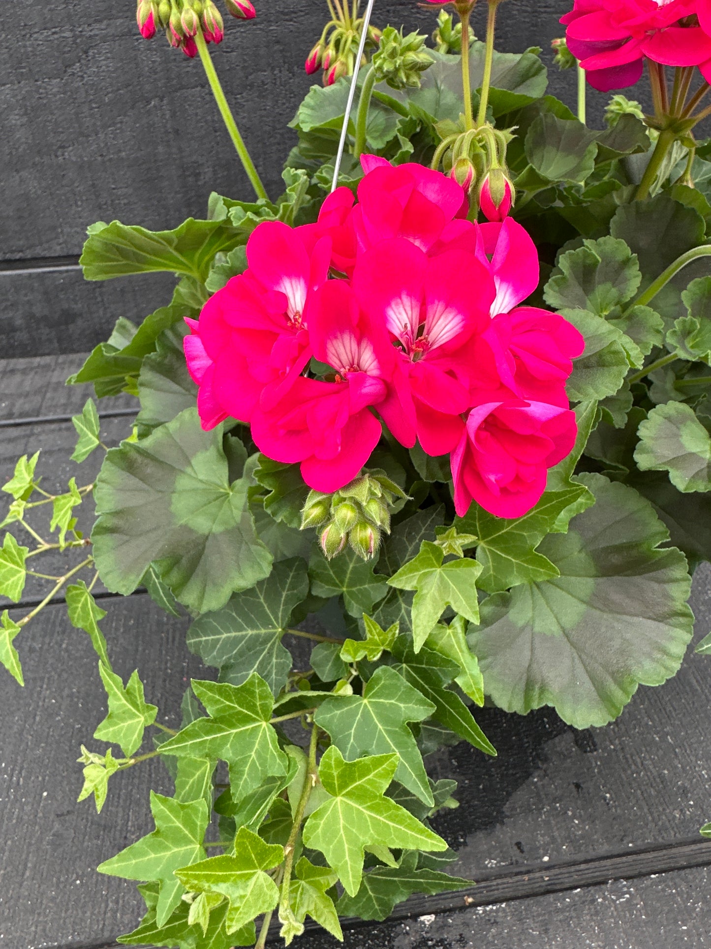 BASKET #44 - 10'' HANGING BASKET