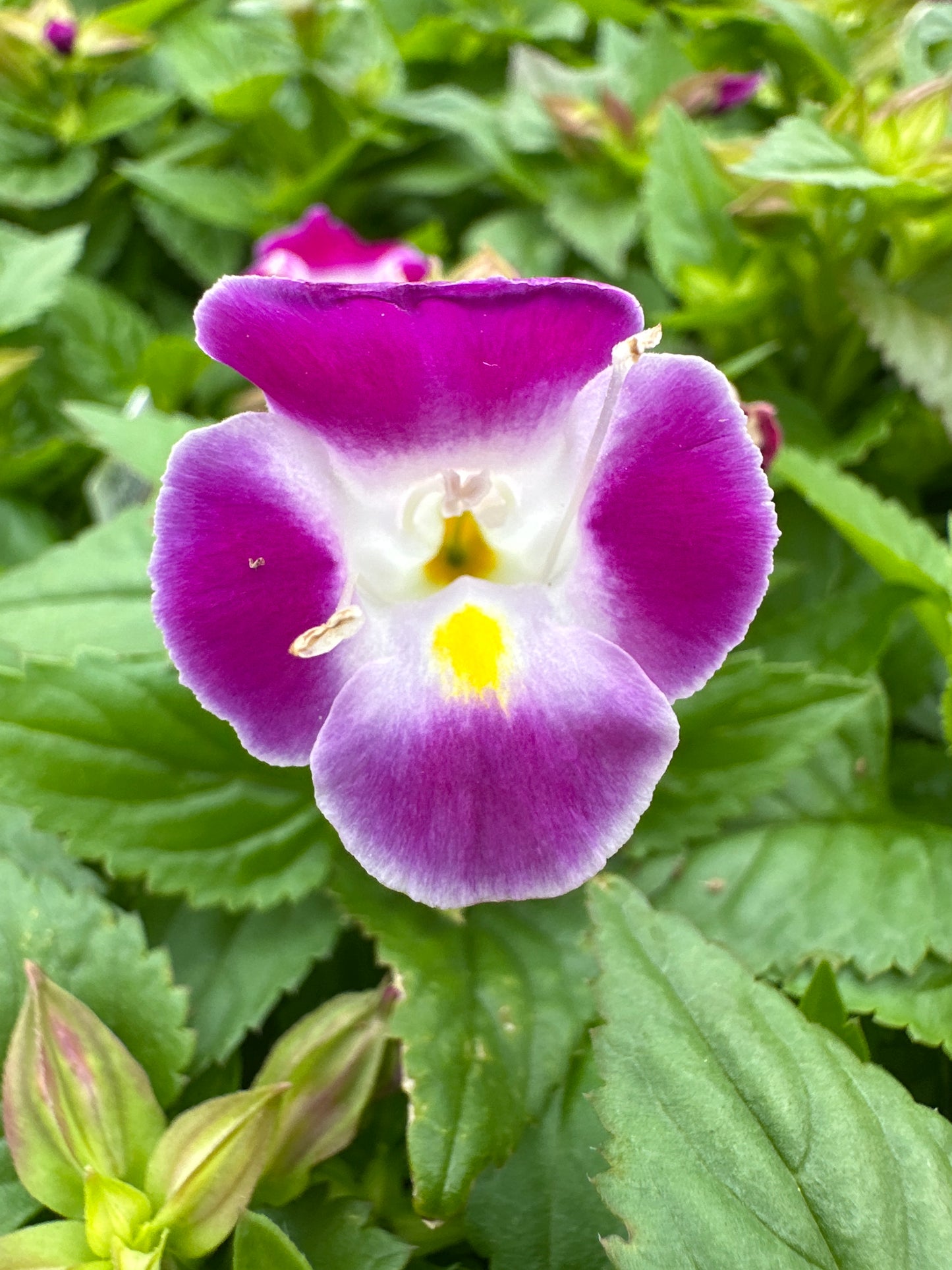 TORENIA HI-LITE MAGENTA - FLAT OF 48 PLANTS