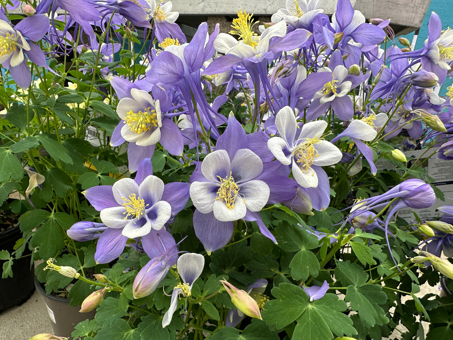 AQUILEGIA EARLY BIRD BLUE WHITE - QUART POT