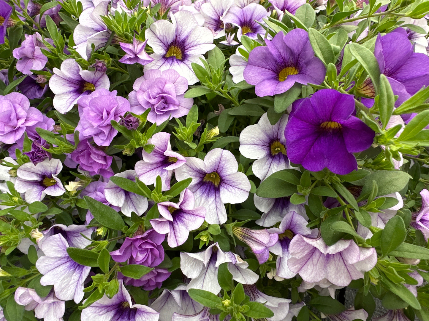 COMBO BREAK THE ICE - 10'' HANGING BASKET