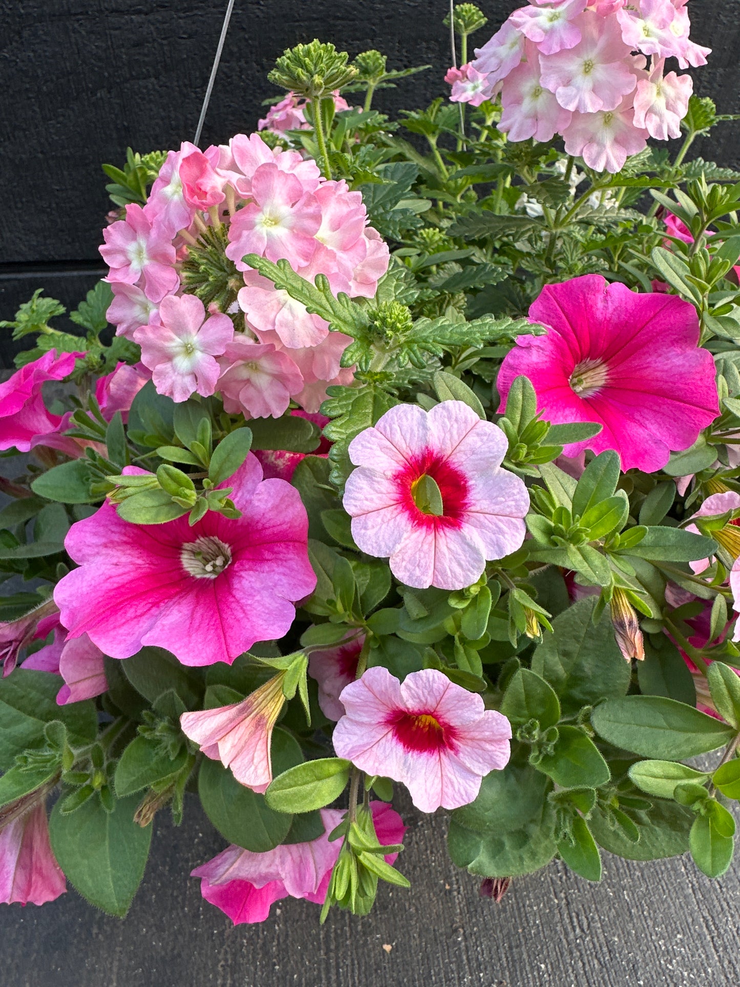COMBO CHERRY KISS - 10'' HANGING BASKET