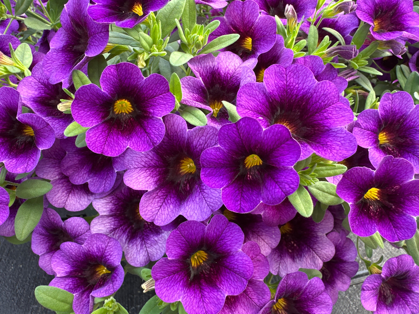 CALIBRACHOA SUPERBELLS GRAPE PUNCH - 10" HANGING BASKET